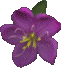 primrose